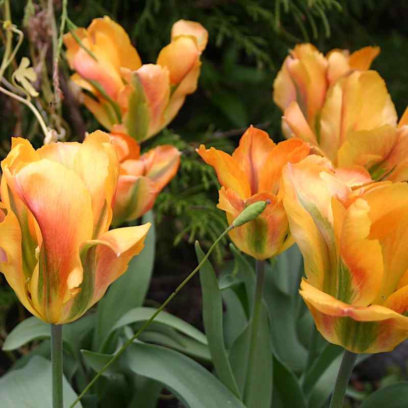 Tulipa Golden Artist - Viridiflora