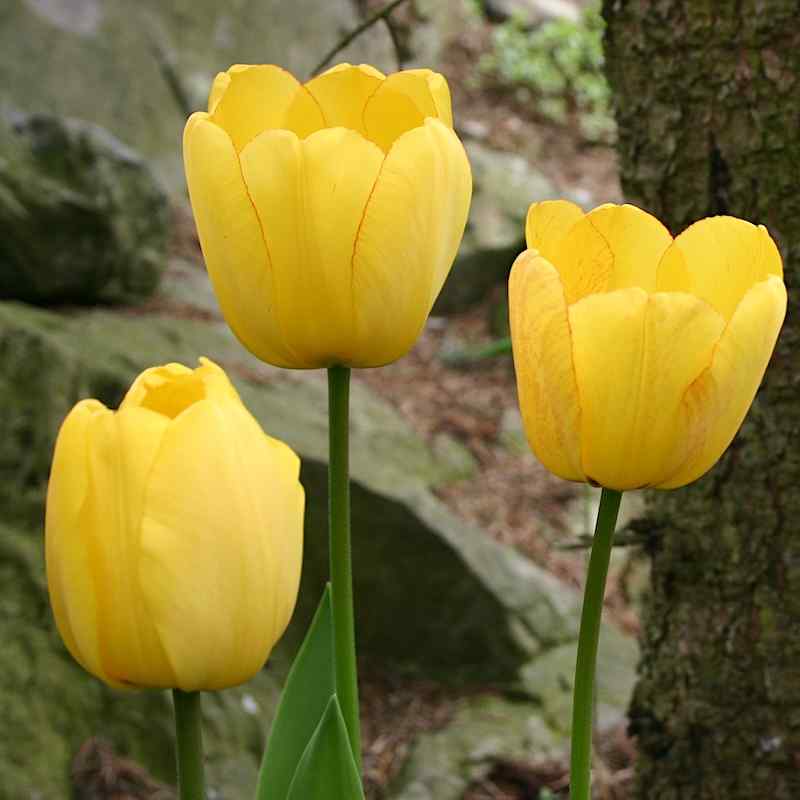 Tulipa Golden Parade - Darwin