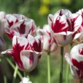 Tulipa Grand Perfection - Triumph