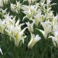 Tulipa Green Star - Lily