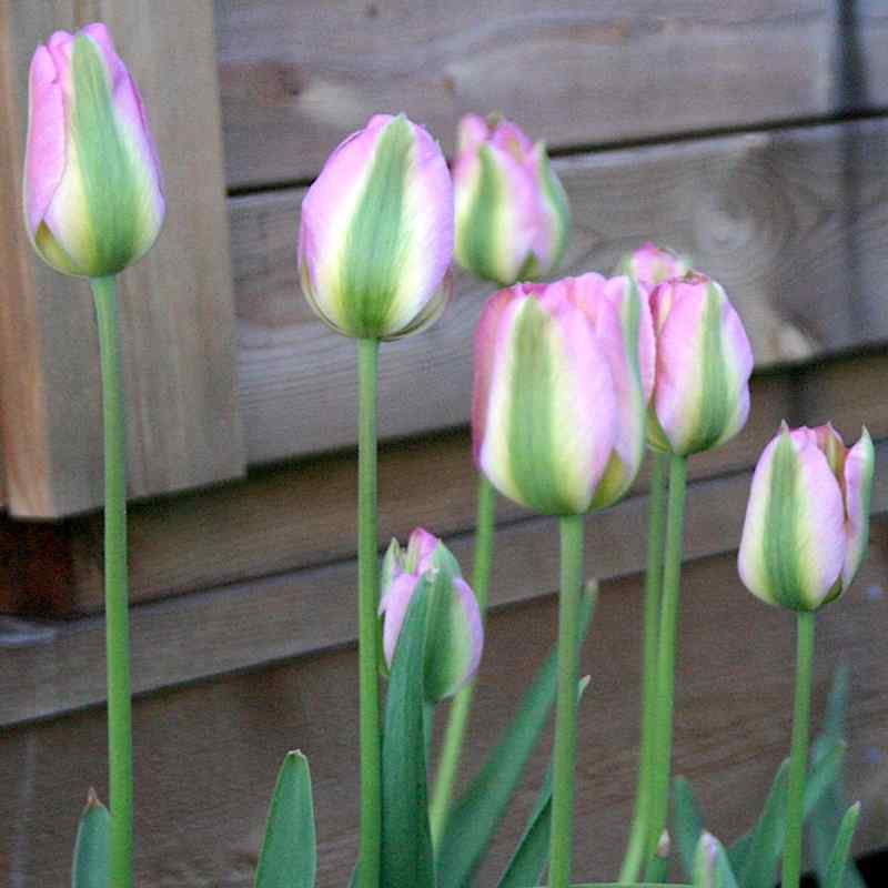 Tulipa Groenland - Viridiflora