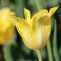Tulipa Hocus Pocus - Single Late