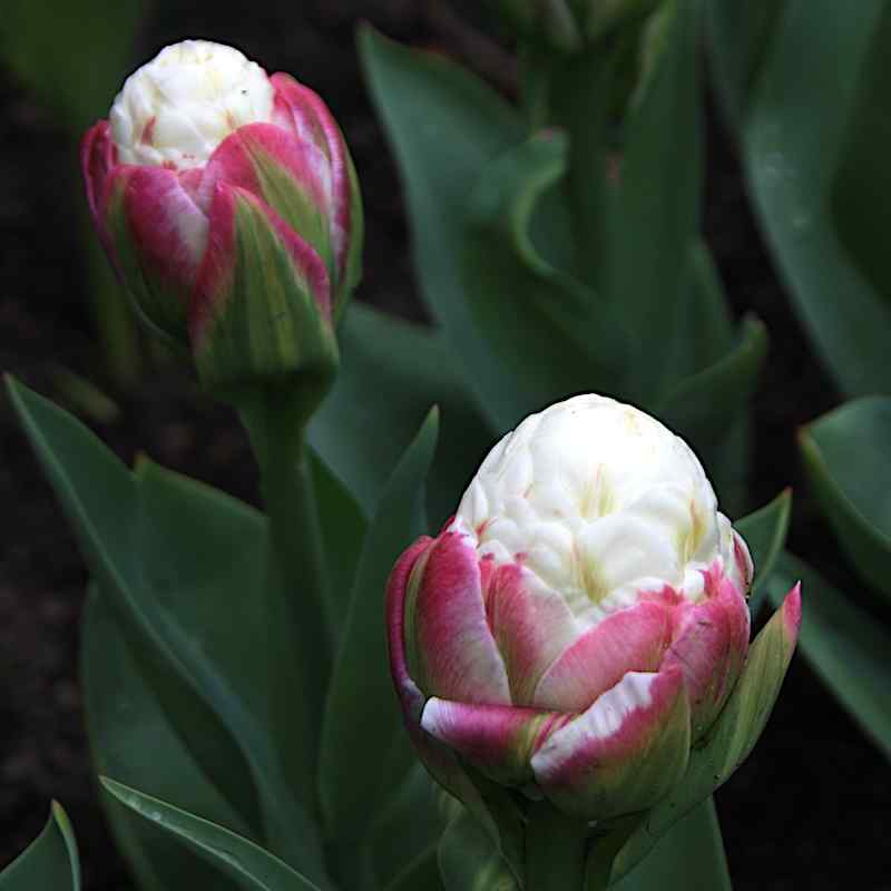 Tulipa Icecream - Double Late