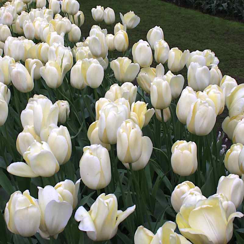 Tulipa Ivory Floradale - Darwin