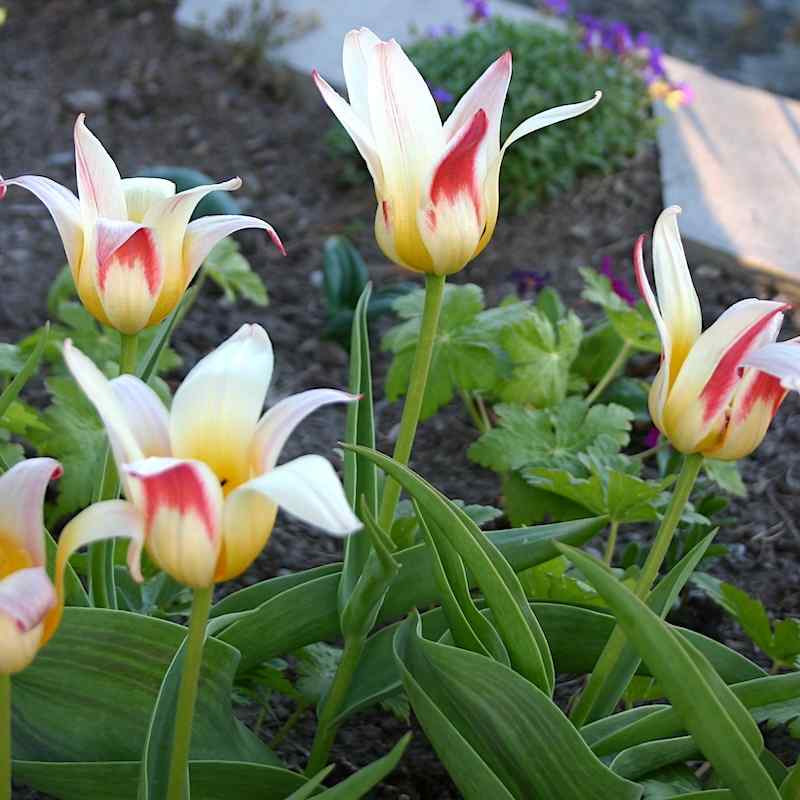 Tulipa Hotpants - Triumph