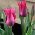 Tulipa Lilac Time - Lily