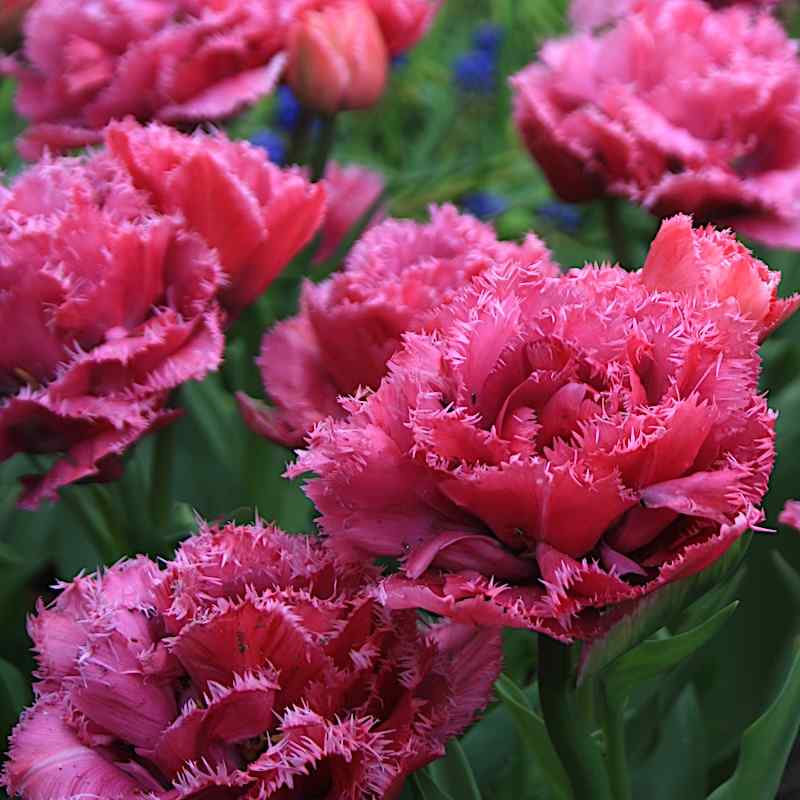 Tulipa Matchpoint - Fringed