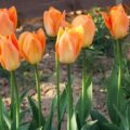 Tulipa Orange Breeze - Fosteriana