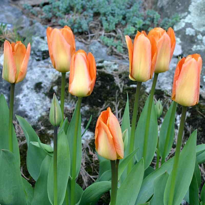 Tulipa Orange Emperor - Fosteriana