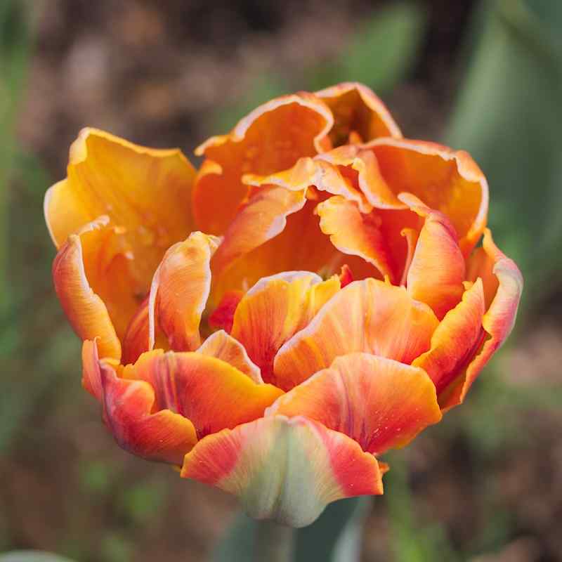 Tulipa Orange Princess - Double Late