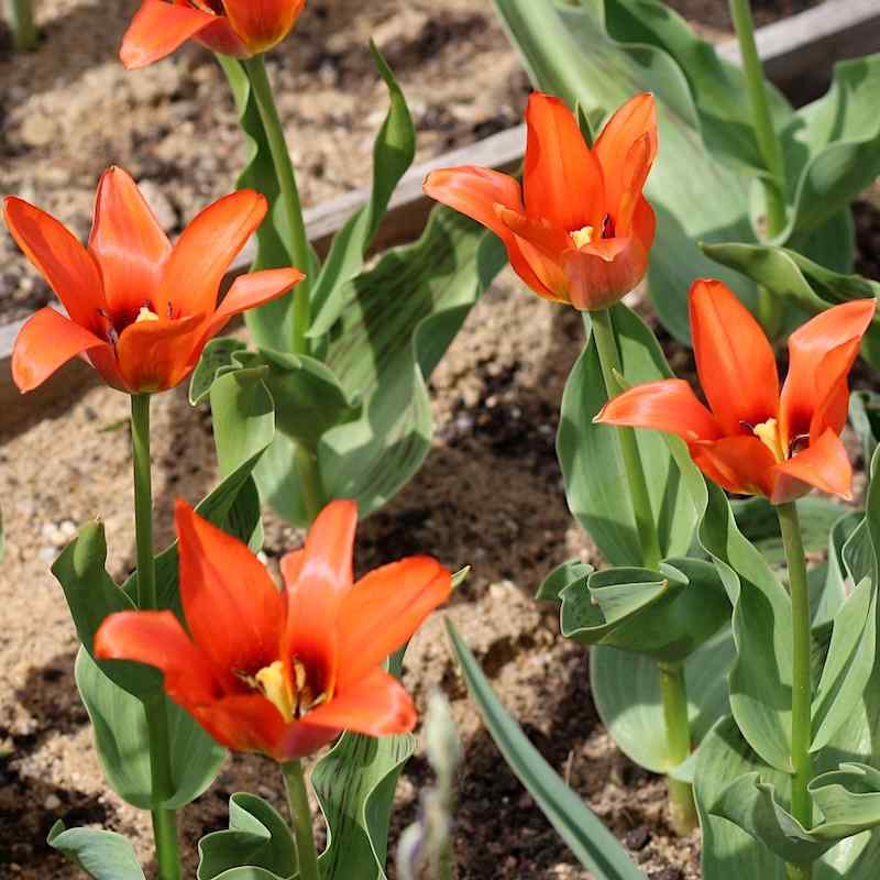 Tulipa Orange Toronto - Greigii