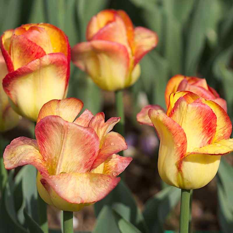Tulipa Outbreak - Triumph