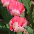 Tulipa Pink Impression - Darwin