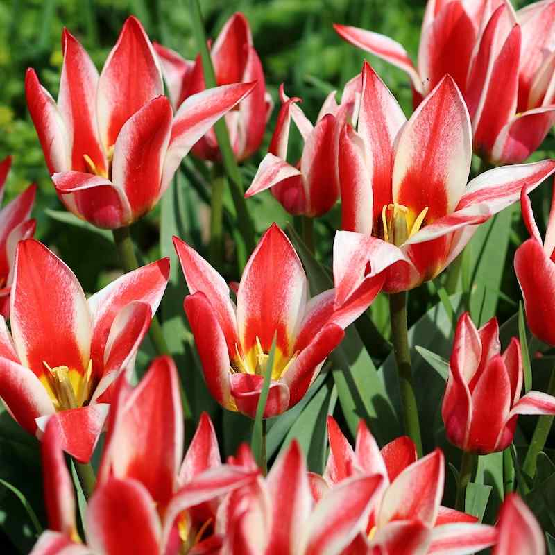 Tulipa Pinocchio - Greigii