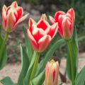 Tulipa Pirand - Fosteriana