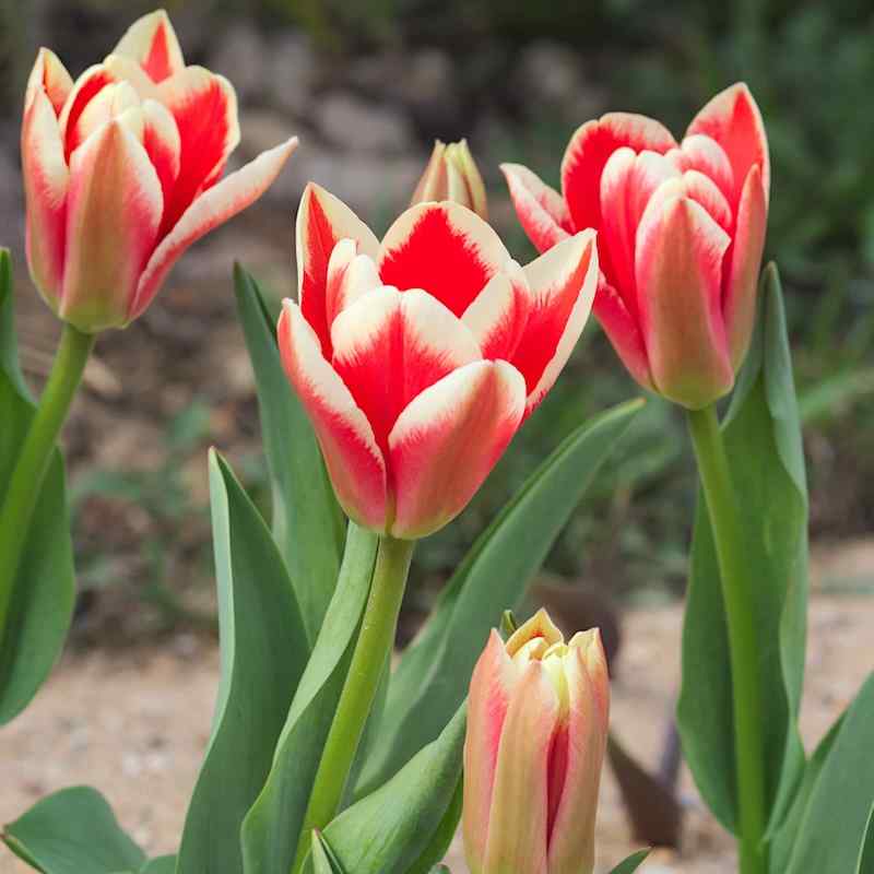Tulipa Prand - Fosteriana