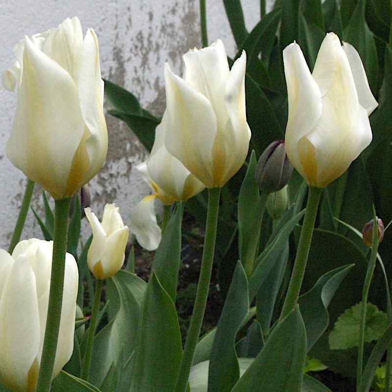 Tulipa Purissima - Fosteriana