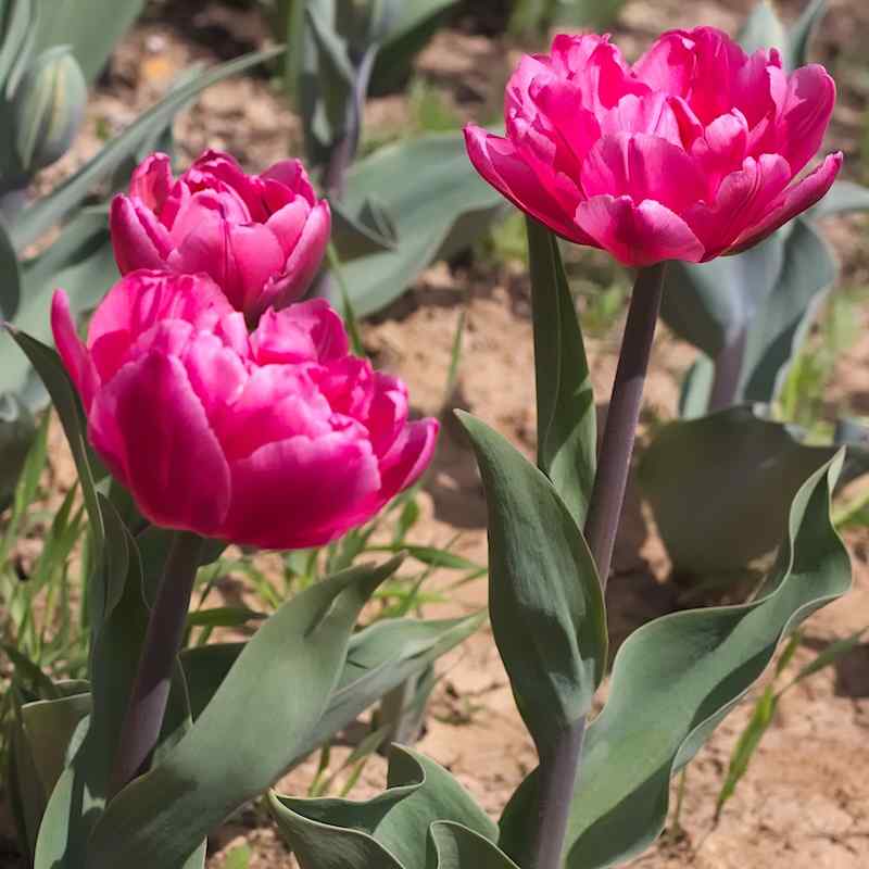 Tulipa Queen of Marvel - Double Early