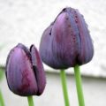 Tulipa Queen of the Night - Single Late