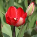 Tulipa Red Impression - Darwin