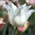 Tulipa Sapporo - Lily