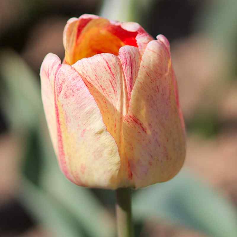 Tulipa Silverstream - Darwin