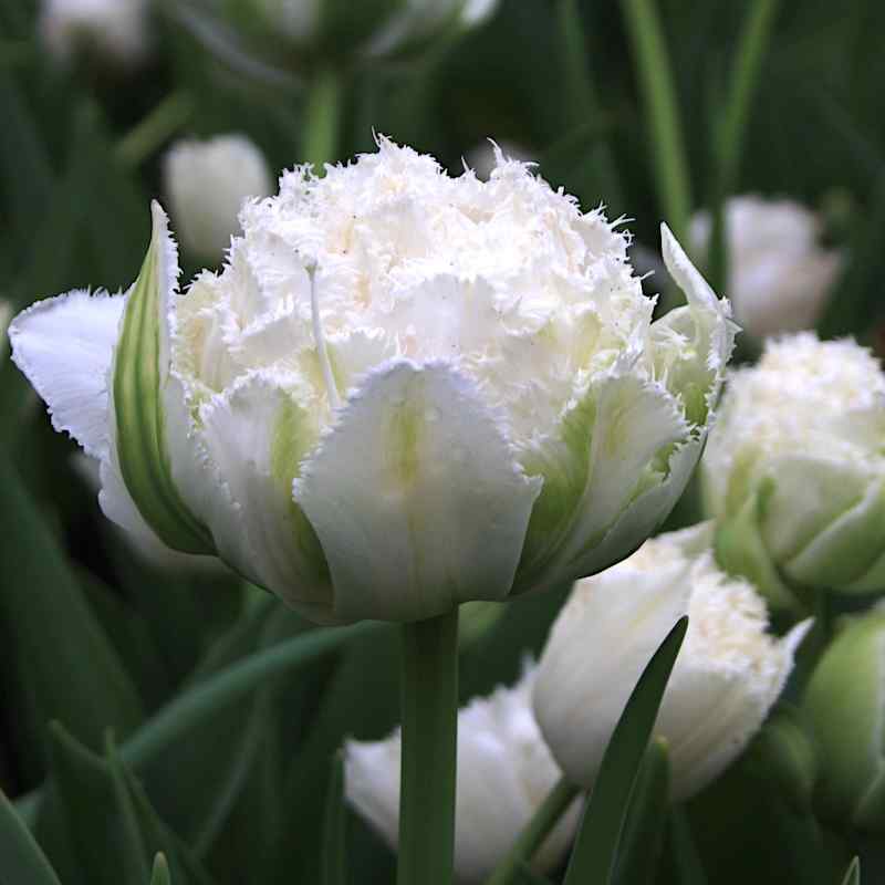 Tulipa Snow Crystal - Double Late