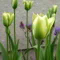 Tulipa Spring Green