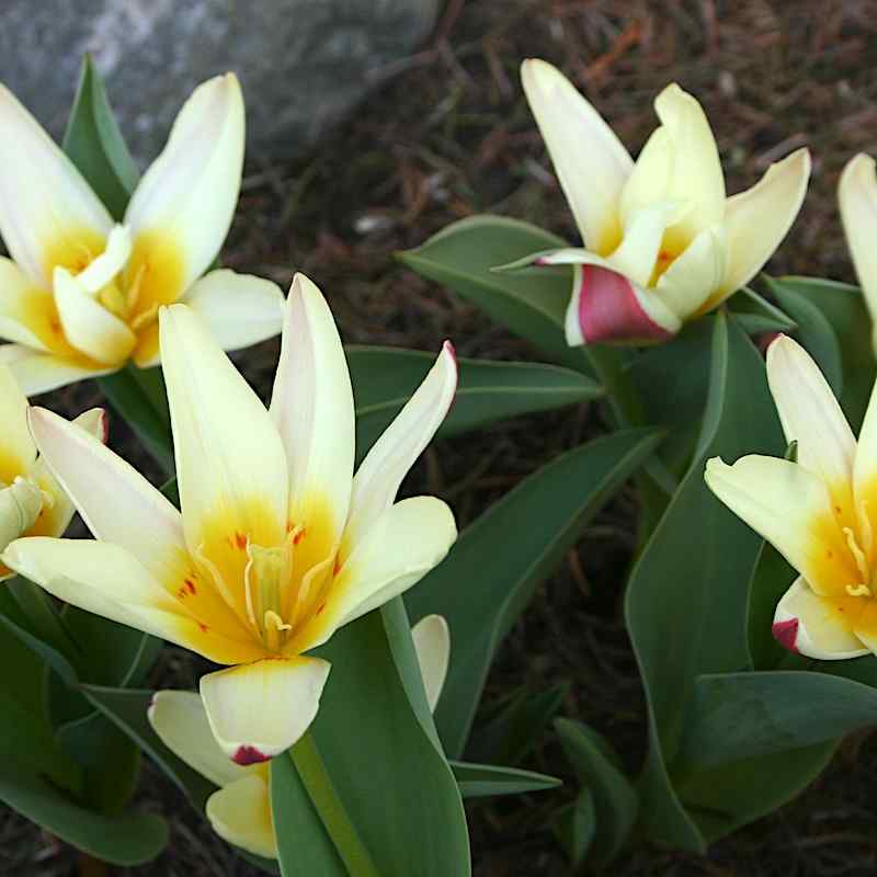Tulipa The First - Kaufmanniana