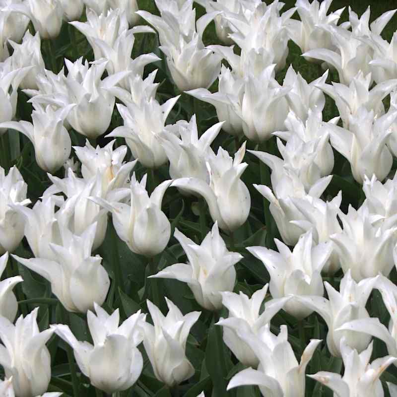 Tulipa Tres Chic - Lily