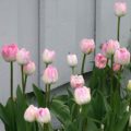 Tulipa Upstar - Double Late