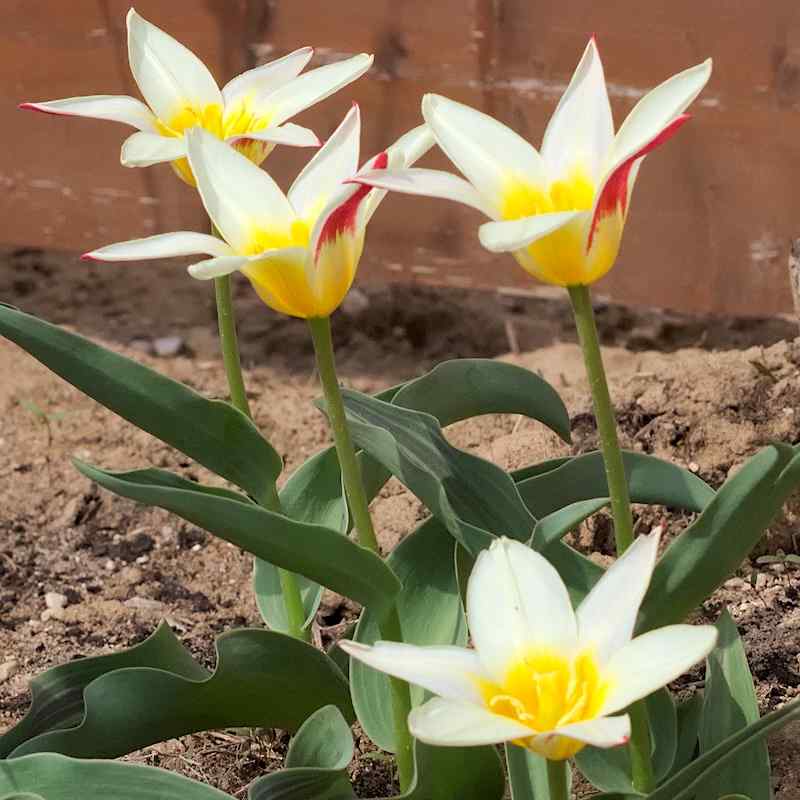 Tulipa White Fire - Greigii
