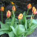 Tulipa Yellow Dawn - Greigii