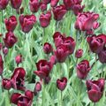 Tulipa Yolanthe - Triumph