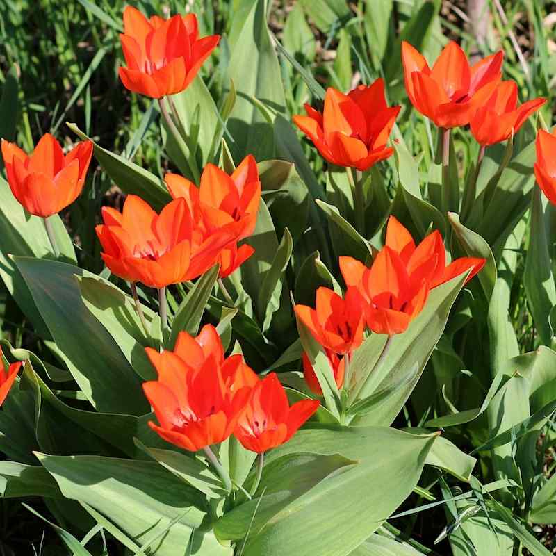 Tulipa praestans Fusilier - Miscellaneous