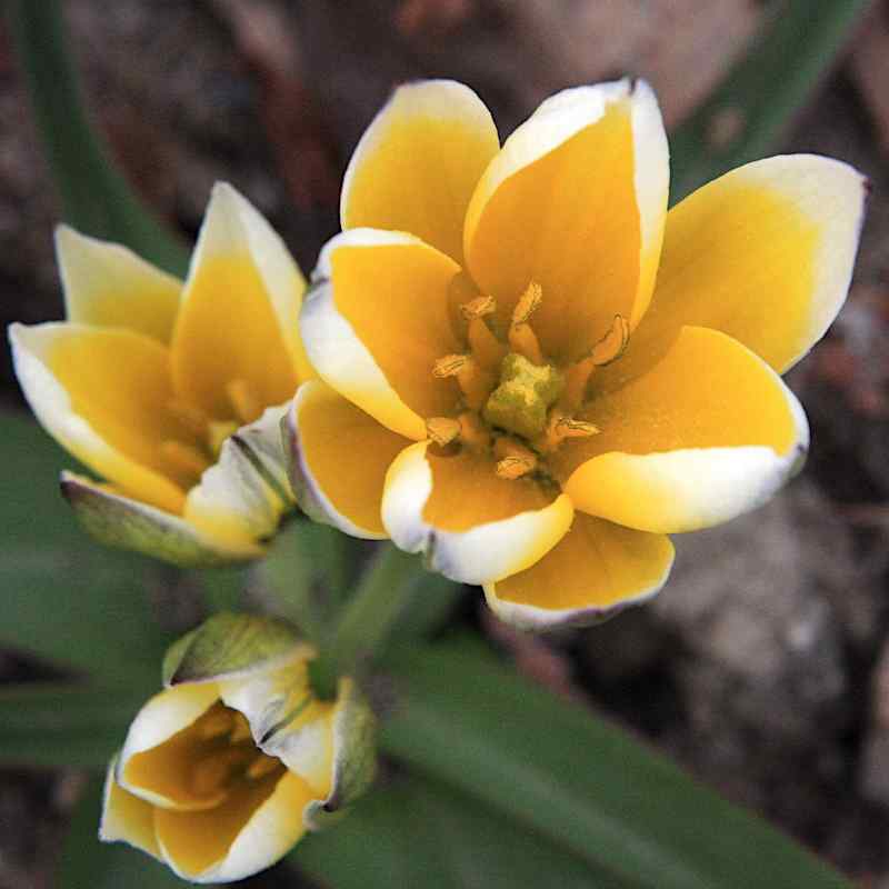 Tulipa tarda - Diverse