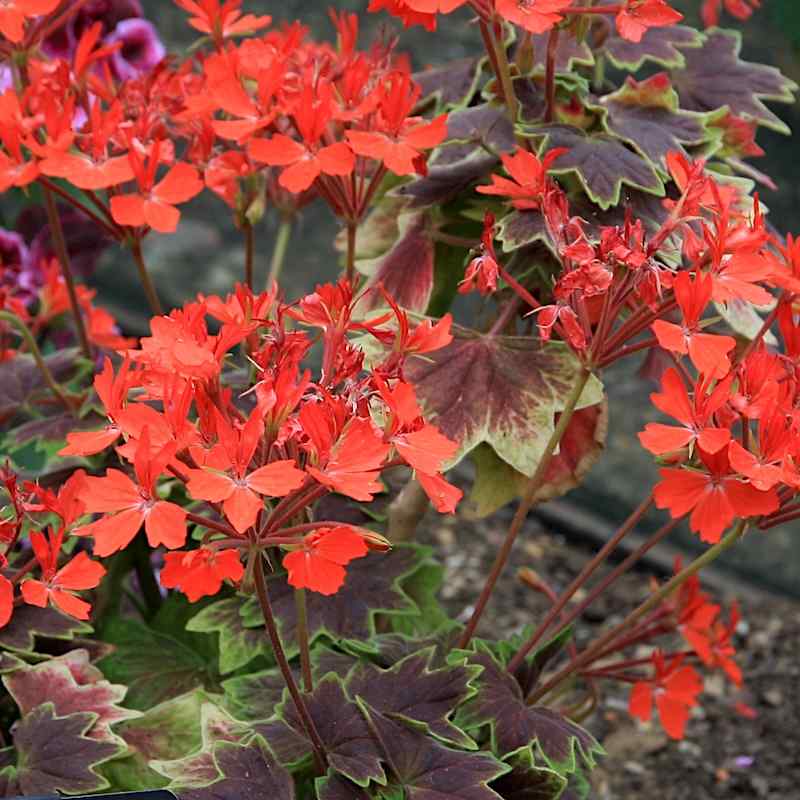 Pelargonium ‘Vancouver Centennial’