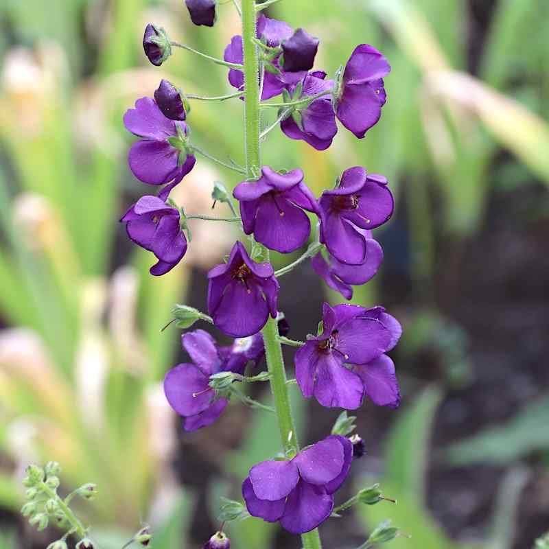 Verbascum phoenicum ‘Violetta’ – Fiolkongslys