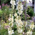 Verbascum x hybrida ‘Snow Maiden’