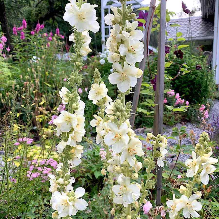 Verbascum x hybrida ‘Snow Maiden’