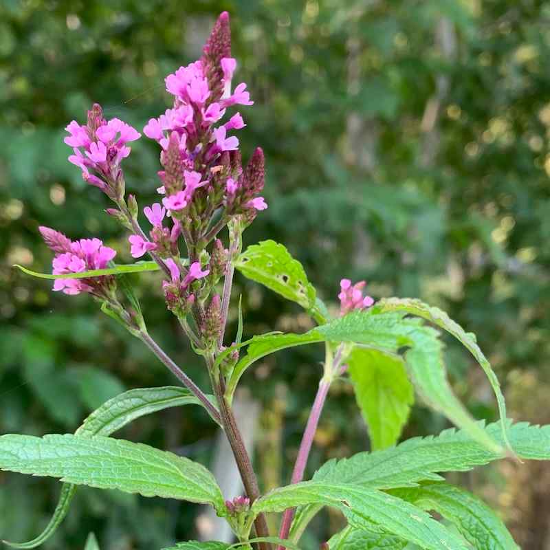 Verbena hastata Rosea