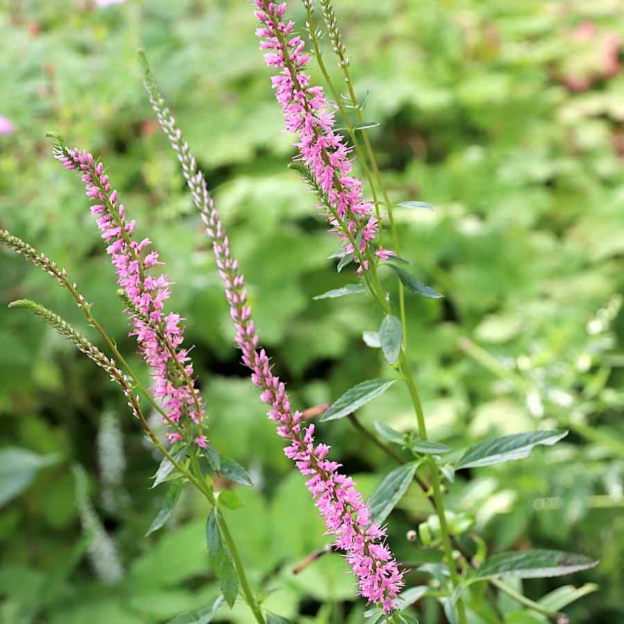 Veronica longifolia ‘Pink Shades’ – Storveronika