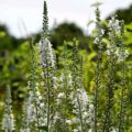 Veronica longifolia alba