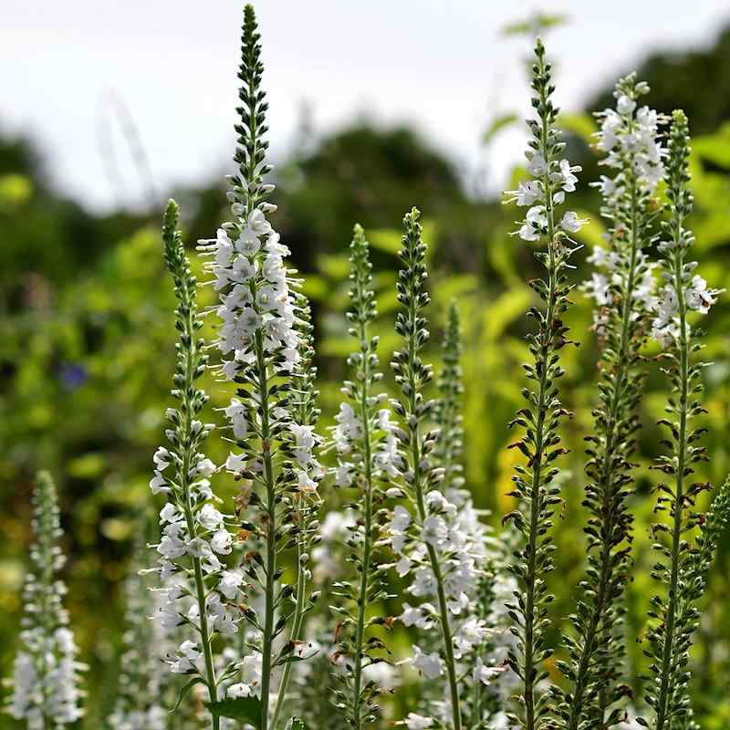 Veronica longifolia alba