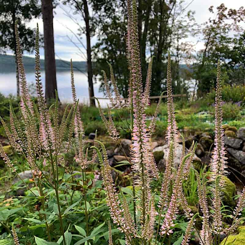 Veronicastrum virginicum 'Pink Glow' - Kransveronika - Stauderiket - Blogg