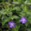 Vinca major