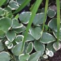 Vinca major 'Variegata'