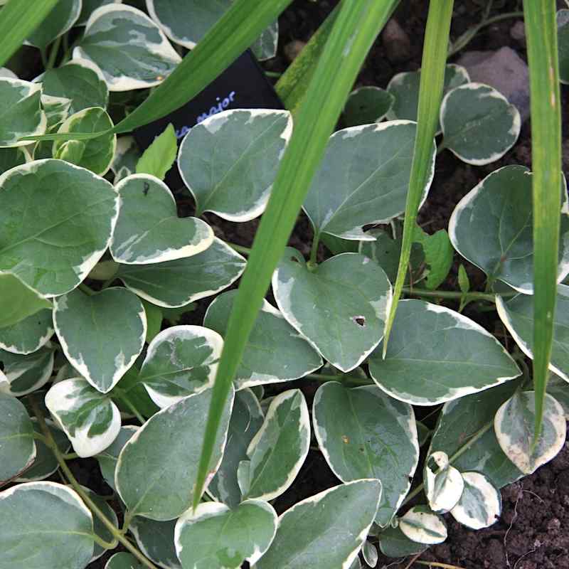 Vinca major ‘Variegata’ – Storgravmyrt