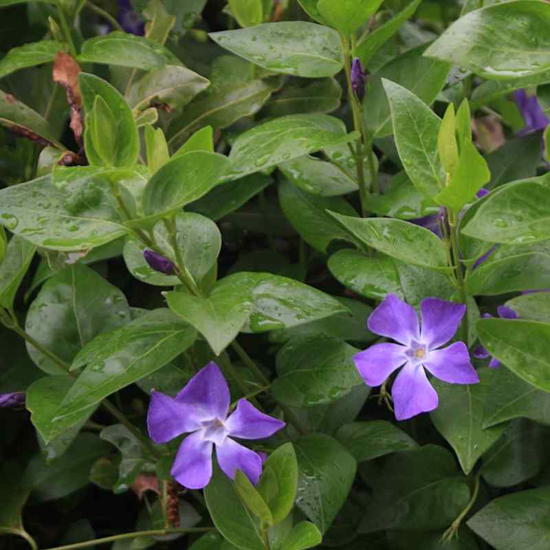 Vinca minor – Gravmyrt