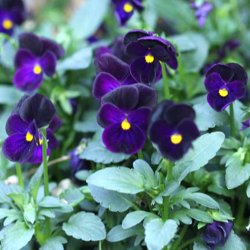 Viola
